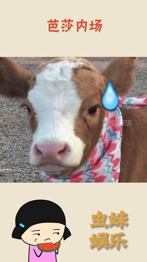 娱乐吃瓜酱考拉